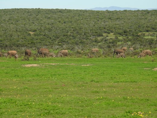 Elephants Everywhere