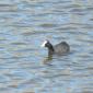 Red-knobbed Coot