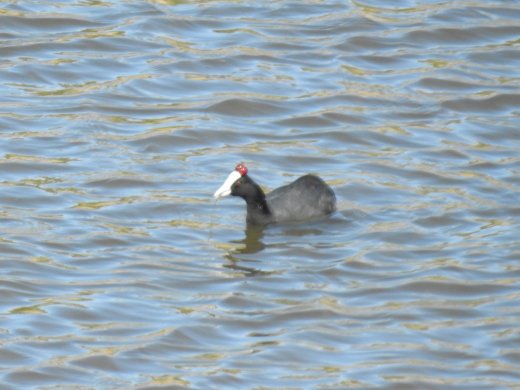 Red-knobbed Coot