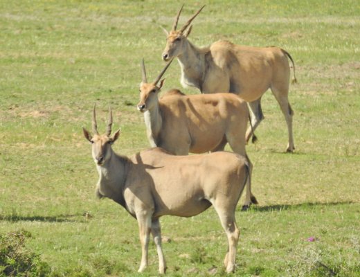 Eland