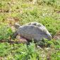 Tortoise