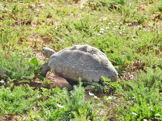 Tortoise