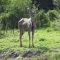 Kudu at River