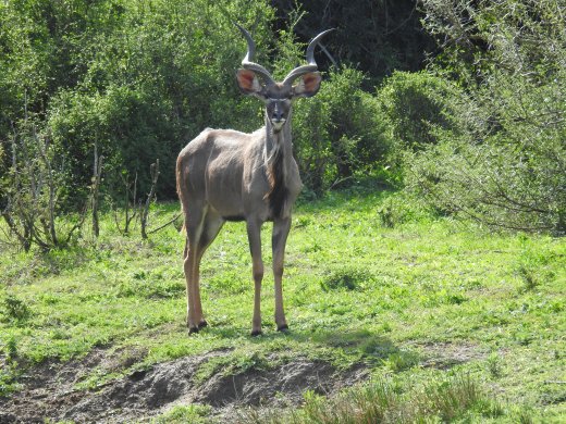 Kudu at River