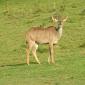 Female Kudu