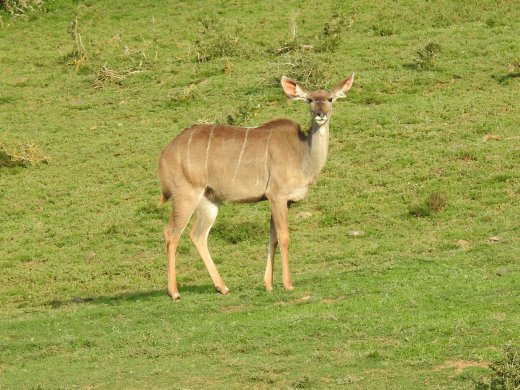 Female Kudu