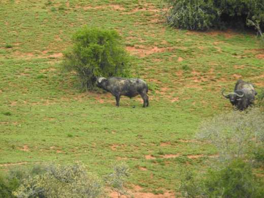 Buffalo near Camp