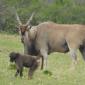 Eland & Babooon