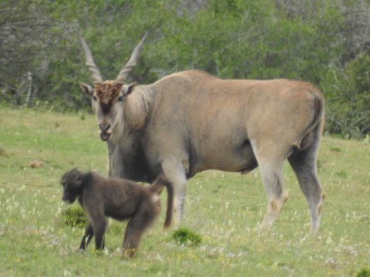 Eland & Babooon