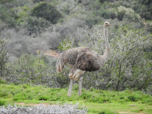 Ostrich