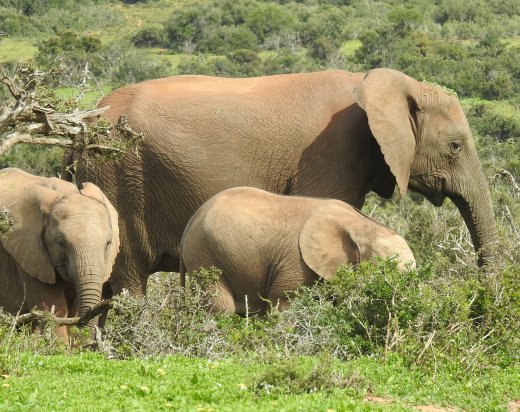 Final Ellie Encounter