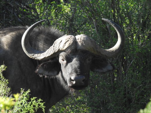 Buffalo