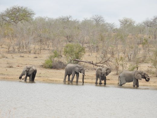 09.22.Second Elephant Encounter