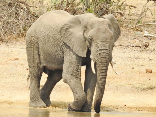 09.22.Second Elephant Encounter