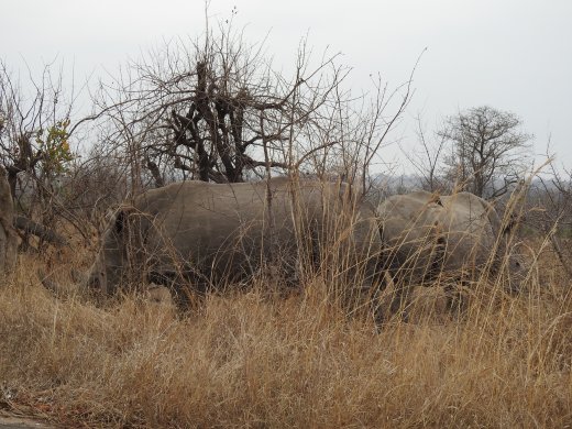 09.23.Rhino, Mom & Calf