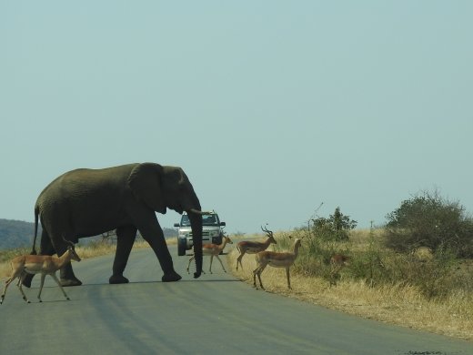 09.28.Elephant & Impala Roadblock