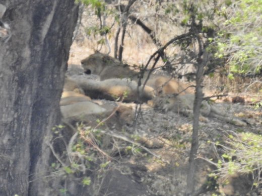 09.28.Lions across the Sabie River
