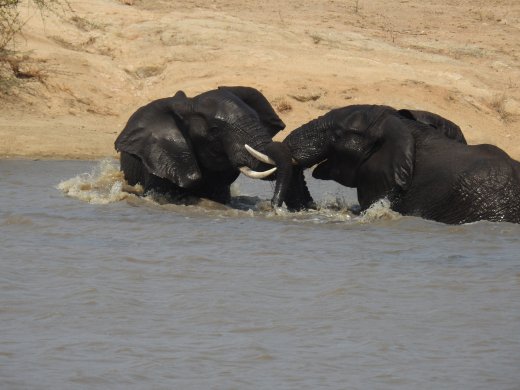 09.28.Playful Elephants