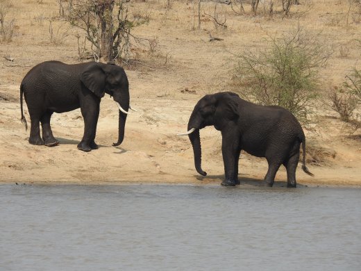 09.28.Playful Elephants