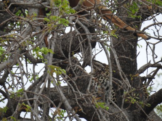 09.30.Leopard with Impala Kill