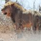 10.01.3 Male Lions