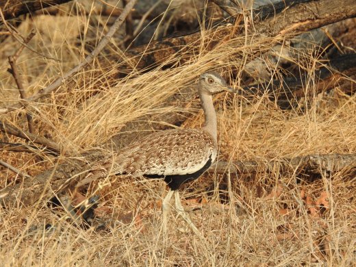 09.21.Red-crested Korhaan