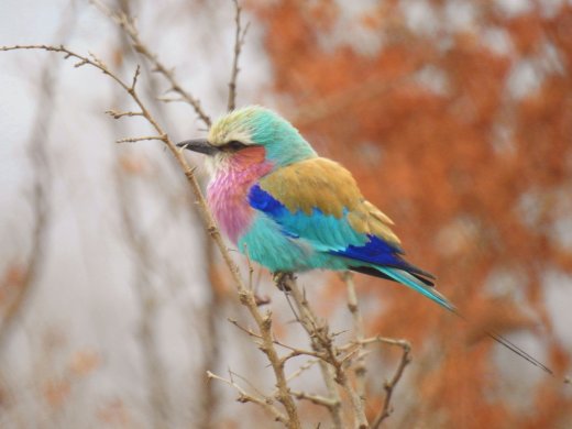 09.22.Lilac Breasted Roller