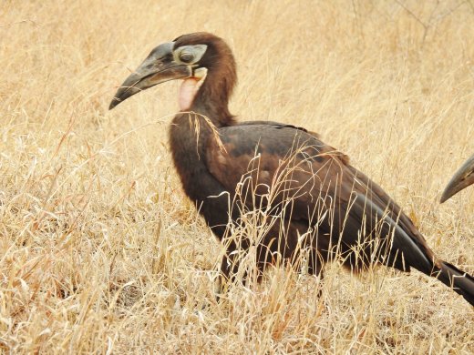 09.22.Juvenile Southern Ground Hornbill