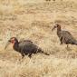 09.22.Southern Ground Hornbill