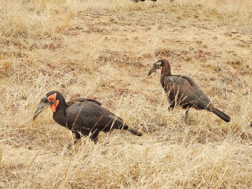 09.22.Southern Ground Hornbill