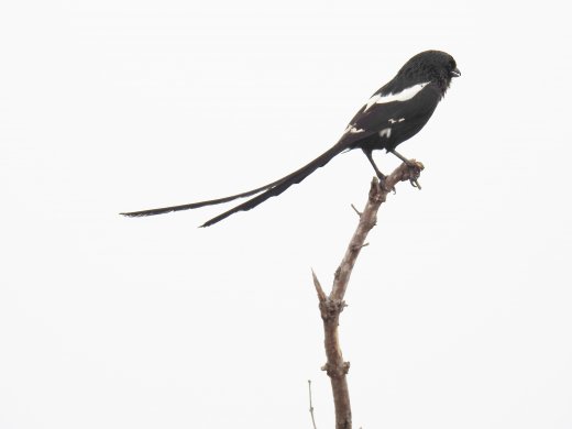 09.22.Magpie Shrike