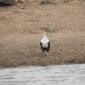 09.22.Fish Eagle