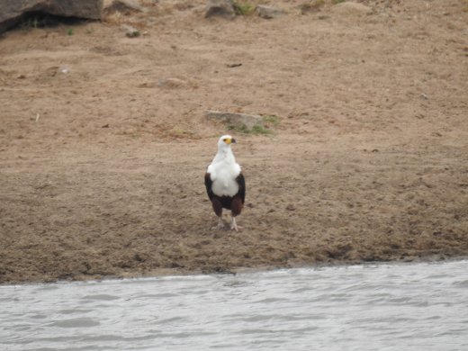09.22.Fish Eagle