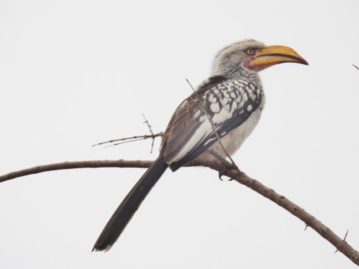 09.22.Yellow-billed Hornbill