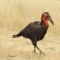 09.22.Southern Ground Hornbill