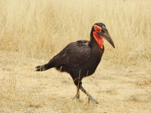 09.22.Southern Ground Hornbill