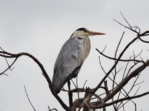 09.23.Grey Heron