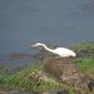 09.24.Great Egret