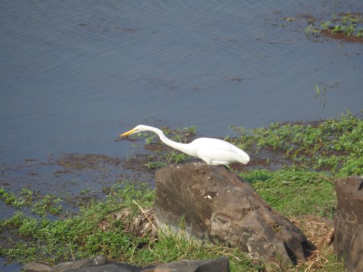 09.24.Great Egret