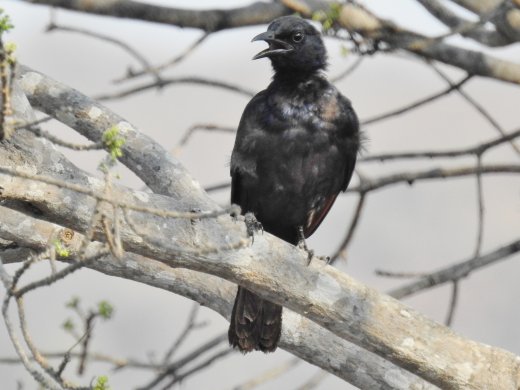 09.24.Red-winged Starling