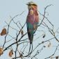 09.24.Lilac-breasted Roller