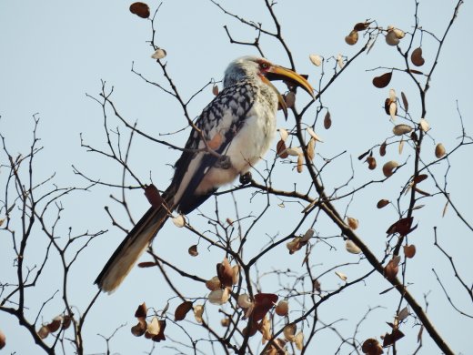 09.24.Yellow-billed Hornbill