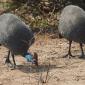 09.25.Guineafowl
