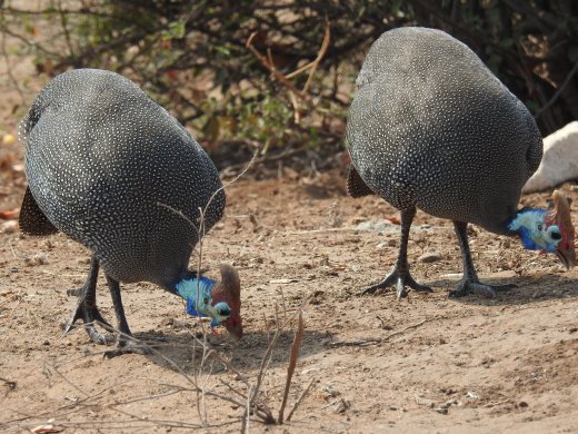 09.25.Guineafowl