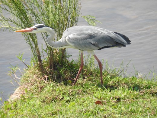 09.25.Grey Heron
