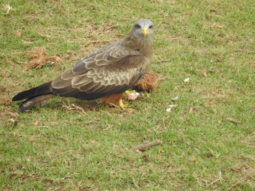 09.25.Yellow-billed Kite