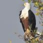 09.26.Fish Eagle