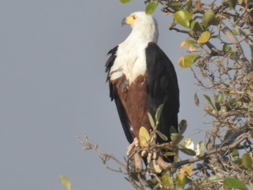 09.26.Fish Eagle