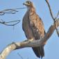 09.26.Juvenile Eagle
