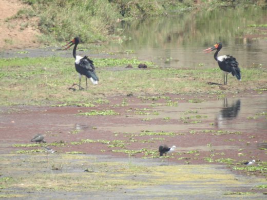 09.26.Saddle-billed Stork Pair
